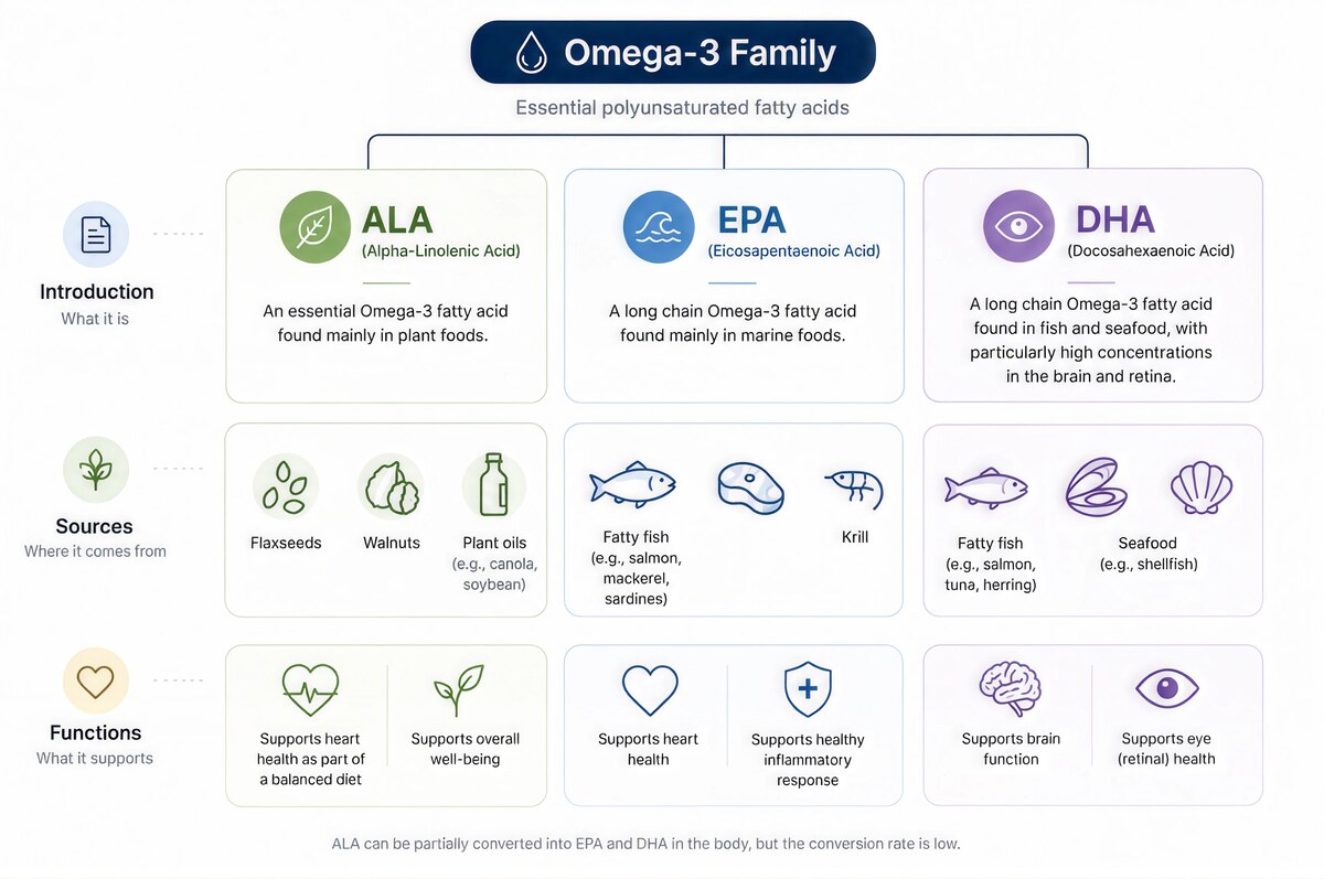 Infographic of the Omega-3 family: ALA, EPA and DHA with their sources and roles