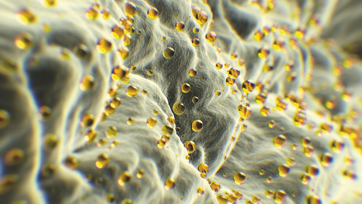 Scanning electron micrograph of emulsified oil droplets in a gel matrix